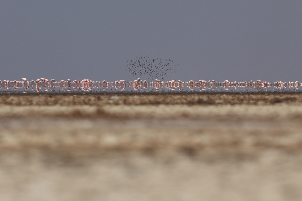 A perspective-Flamingos1.jpg