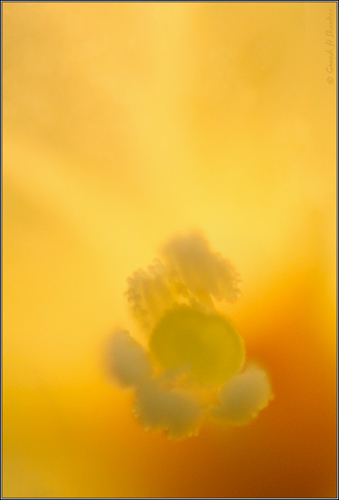 flower_color_abstract.jpg