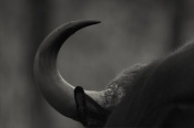 a flea checking out the horn of a gaur