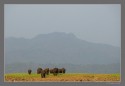 Corbett National Park in India is every Nature photographer's dreamland. When this herd was returning to grassland after water bath, I knew for sure when looking thourght the viewfinder the image will be remebered when they approach the edge of grassland.