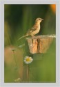 The vision of the bird in the evening light, the out of focus grass blade acting as a screen and the tiny white flowers decorating the frame - just made the whole image look like dream world through the viewfinder.