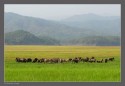 I decided to capture this large group with backdrop of hills in Corbett National Park, India.