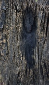 A soul like figure seems to appear on a dead tree stump along the backwaters, screaming untimely demise.