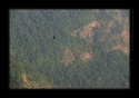 I am stealing VMR's title here :) (VMR's egrets image post here on CNP long back). 

I made this couple of weeks back from tip of Kodachadri mountain in Western Ghats of India. Black eagle flight over jungles of Western Ghats. Thanks for your views..