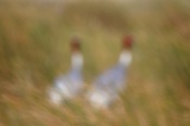 Good morning all members,
Here it is a duo of Sarus crane. I captured them in Gujarat. Local people call them "Daagha"(Stains) when sighted in rice fields. So here I tried to capture their Cranes.
Suggestions are always helpful for me. 
Regards. :)