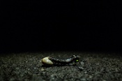 A firefly larva is a voracious predator of all things slimy in the leaf litter such as worms, slugs and snails. The larva has a vicious bite, injects digestive enzymes into its prey and slurps up the liquefied “smoothie”. This allows it to predate on prey much larger than itself.