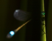 Some kind of damselfly in the garden. 
To the story is, that I really exposed wrong and the picture was almost black. In Lightroom I increased the exposure a lot, and then I thought, that it is maybe not that bad.