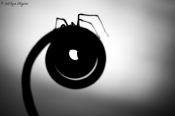 An image of a spider sitting on a tendril. The image almost feels like a cartoon and makes me laugh every time I look at it.

Thank you for your comments and critics!

Regards,
Adithya