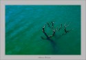 I made this image a few years back at Mukurthi in TN, India.  When I saw this dead tree under water I felt this provides some unique opportunities to portray it. I kind of like the [b]abstract realistic[/b] feeling. Like to know your thoughts.