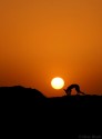 Tried some silhoutte images of the desert fox with the setting sun. Just an experiment.