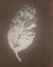 In this day and age of AI this image is an exact opposite. The only things used in making this image was the leaf itself and a light sensitive paper ( made at home ) and sun light. The leaf crumbled when pressed against the paper for exposure. The only evidence of this leaf is now this image like an archeological evidence. That sought of interests me. ( Of course I had to do a lot more binary work to make this appear on your screen !!!! )