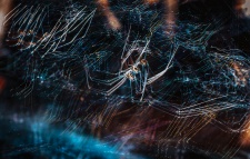 This is  cellar spider(?) was constantly dancing under a bark. So with the help of continuous light and long exposure, this image was created.