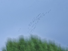 Trying to see birds in flight in different way!