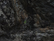 Found this on the side of a cliff. Its a stitch of 12 images, shot deliberately at shallow DOF. Overcast sky, no dramatic light.. nothing very striking visually in the frame. Yet, it appealed a lot to me. I did not do much in the PP and tried to retain the banal feel.
