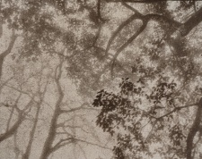 Phone Image of a gum print. Gave it a bit of a warm tone. Tried to retain that sense of fog