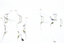 A group of Egrets were feasting at a temporary shallow water puddle. I tried a few experimental images which I will be sharing here for critics and comments..