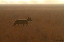 I always love against light images and this was one of my dream image to find a wolf in early morning light walking parallel to me in the yellow dry grass against light. Got an opportunity to get my image a couple of days back..