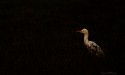 Tried to get a different feel of an egret - Heavily reduced the exposure with the golden light warming the bird. 
Love to know your comments/opinions. 

Regards,
Rajesh