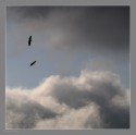 Made this image recently at Ramnagar (Near Bangalore). While I was ready with exposure for clouds (which are one of my favorite subjects), saw pair of Egyptian vultures took off and I could catch among the clouds. Your comments and views are welcome.