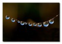 dewdrops are arranged like diamond necklace.. as usual love your comments and suggestions... :D