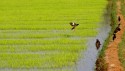 Hi All,
An image from the country side, where the sowed paddy fields with bunch of Myna... Why the title "Naati".. In Kannada it brings two meanings, one being the Sowing and the other Native.. So it brings in two information, the culture where the paddy sowing in india is particularly followed...

Thanks for your expressive thoughts and clicks..

Thanks,
Raghu