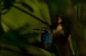 and experimenting with colours..and exposures...
yet another kingfisher..but a different take...