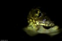 One of my own favorites. Image was taken using a small light source placed diagonal to the frog which allowed to me capture only few body parts. The dark look made this image for me.