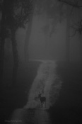 Clicked this in one of the safari drives in foggy morning of kanha forests. Just reminds of a song "boulevard of broken dreams" when i see a deer walking through tiger terretories :)