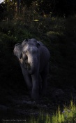 a simple frame , but i liked the light on elephants face ... c and c :)