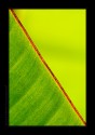 Edge of a plantain leaf against another one in the background. I thought the bright colored edge can nicely divide the frame into two to create an abstract feel.

Thanks for your views.