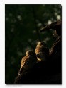 These cute pair of Spotted Owlets were basking in the early morning sun light on a fine morning in Bharatpur. I spent for almost 3-4 hours experimenting various lightings and that gave me a good learning experience beside the joy that these cute creatures gave. 

Bharatpur, India
Nov 08