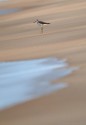 The bird is in fact a 'Common Greenshank'.

I was intrigued by the sand pattern and the way waves were adding to the frame.


Marevanthe, Udupi
India, Dec 2010

Nikon D300, 300mm + TC14EII