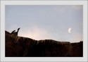 I was observing the droppings of the Long Billed vulture just below the rock and when I saw just above my head the evening moon was nicely beside the bird. Struggled a bit to get the exposure right as I was having a non-DSLR and finally got this image.