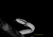Malabar pit viper is star of amboli its a colorful snake but its patterns look good in B&W