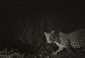 Leopard on a camera trap in Satpura National Park