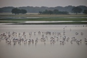 flamingo at Thol Lake , Gujarat