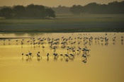 flamingo at Thol lake,  Gujarat