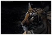 Tiger cub in Ranthambhore