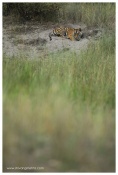 A tiger cub perspective shot today morning in Bandhavgarh