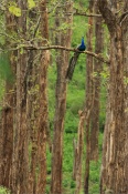 Had a good feel of the monsoon at Kabini with the monsoon breaking right during our stay. This perched peacock formed an interesting shape with the tall trees.

Vijay Mohan Raj