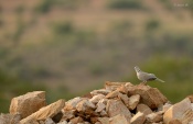 found this dove sitting pretty amongst the hampi ruins overlooking the fields and giving us a subtle hint - " this is my kingdom and i love it "!!!
