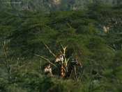 rothschild giraffes of Nakuru