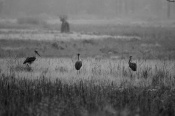 Dear friends,
Have tried a b/w on this image..please do let me know your view on it...It was raining heavily and the Adjutant storks were merrily walking along the meadows