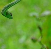 Another take on Green vine snake. Looking forward to know your views.