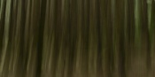 Brush Strokes in the Woods - made this image in a forest hoping to convey a creative aspect which often not thought about.