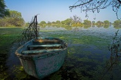 An abandoned boat at the picturesque Keoladeo Ghana National Park. The boat seemed to reflect what one would feel there. A sense of content being there in the shade, watching the birds beyond and listening to the soft sounds of water.