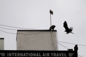 :D  The Real International Air Travel [ which does not carry people or goods but only its prey :!: ]
