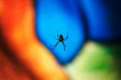 The background is a painting in a compound wall :!: 

 I had named "A colourful world" and now [As suggested by Prashanth Sampagar Mama] I have changed it to "The Rainbow Spider"