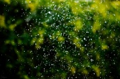 :!:  I captured these shades of green against bokeh created by a sprinkler in Sringeri :!: