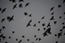 This is also an image of the Rosy Starling murmuration taken in Ahmedabad.